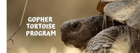 Gopher Tortoise Program | FWC - Florida Fish and … - wintechmobiles.com