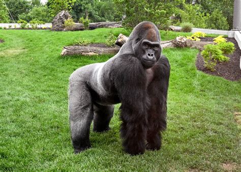 Gorilla gorilla ssp. gorilla, - IUCN Red List - raincitystudios.com