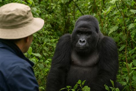 Gorilla trekking in Uganda Africa 2026 - 2027 — With gorilla permit - balustradellc