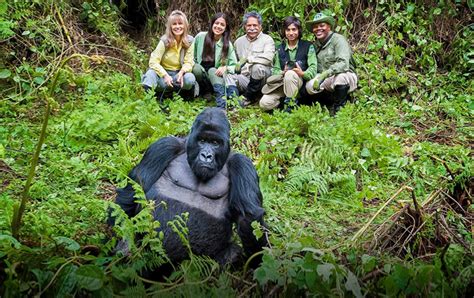 Gorilla Trekking in Volcanoes National Park - balustradellc