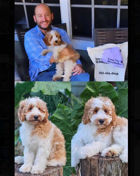 GOTCHA DAY was a blast!... - Prime Time Bernedoodles Inc.