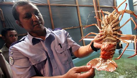 Government suspends export of lobster larvae - Mon, November 30, … - balustradellc