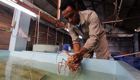 Govt Officially Opens Export of Lobster Hatchlings - Tempo - balustradellc