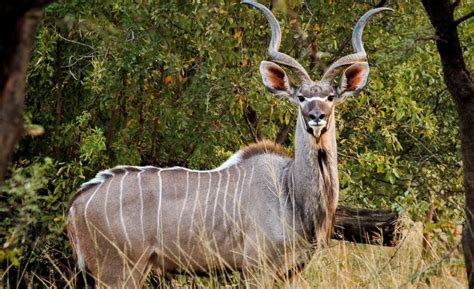 GRACEFUL ANTELOPE OF AFRICA AND ASIA - 7 Letters