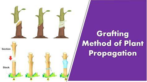 Graft and Bud Propagation: Unlock Grafting … - raincitystudios.com