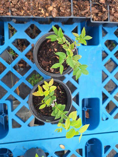 GRAFTED Grimal Jaboticaba Fruit Tree, Brazilian Grape Plinia ... - Etsy - raincitystudios.com