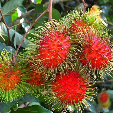 Grafted Rambutan Garuda Seedling Tropical Rare Free ... - Etsy - raincitystudios.com