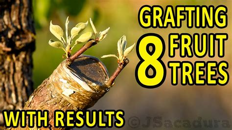 Grafting, learning how to graft a sapodilla fruit tree with the bud ... - raincitystudios.com