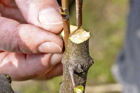 Grafting & budding | PPTX - SlideShare - raincitystudios.com