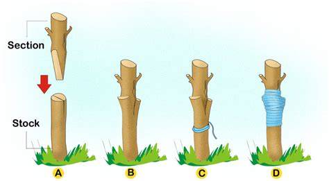 Grafting and Budding Techniques - Easy Plant Grafting Methods - raincitystudios.com
