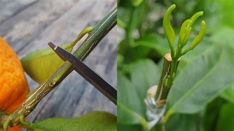 Grafting Citrus Trees - Bud Grafting Successfully - raincitystudios.com
