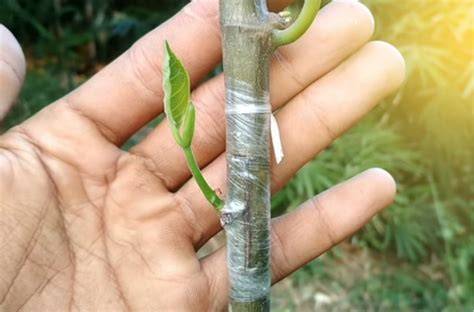 Grafting dan Okulasi: Strategi Efektif untuk Perbanyakan Tanaman ... - raincitystudios.com