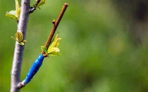 Grafting failed, try again. | Andri Andri - raincitystudios.com