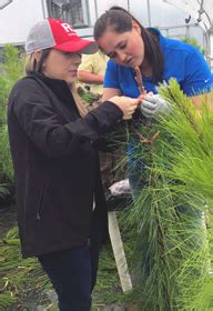 Grafting for Forestry Research - Teagasc | Agriculture and Food ... - raincitystudios.com