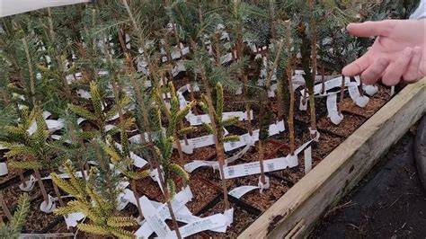 GRAFTING IN CONIFERS. A REVIEW - raincitystudios.com