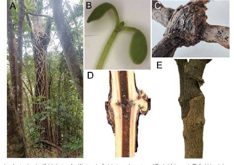 Grafting in plants: recent discoveries and new applications - raincitystudios.com