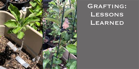 GRAFTING Lessons - raincitystudios.com
