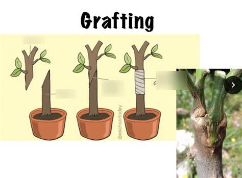 Grafting Made Simple : 6 Steps - Instructables - raincitystudios.com