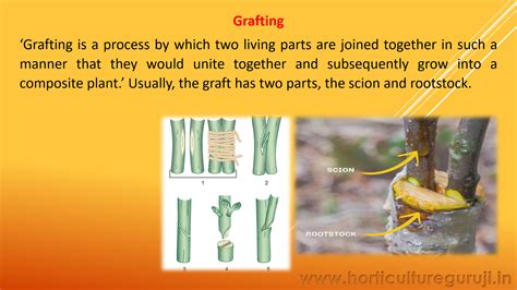 Grafting ppt | PPTX - SlideShare - raincitystudios.com