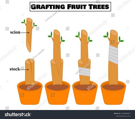 Grafting Techniques in Silviculture | Forestry Optional for UPSC IFS ... - raincitystudios.com