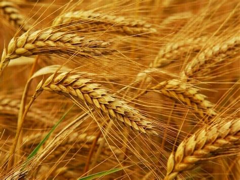 GRAINS-Wheat eases, Black Sea supply concerns limit decline