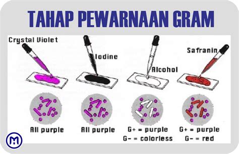 Gram Negatif Warna Apa - muktibox.com