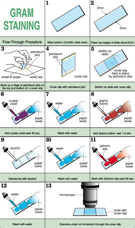 Gram Stain Protocols - muktibox.com