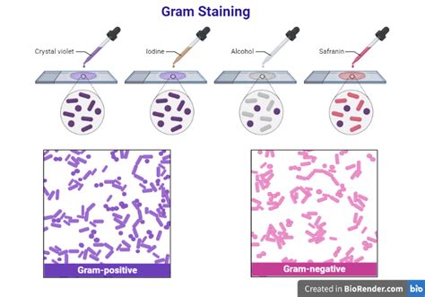 Gram Staining - PubMed - muktibox.com