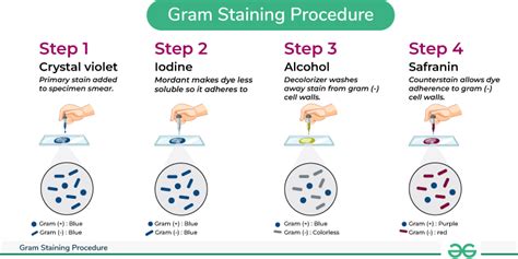 GRAM STAINING TECHNIQUE - Microbiology Class - muktibox.com