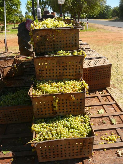 GRAPE DRYING IN AUSTRALIA