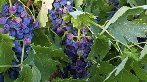 Grape - raincitystudios.com