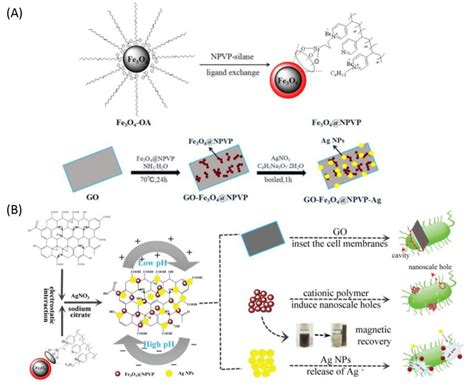 Graphene‐Based Nanomaterials in Immunotoxicological Evaluation ... - wintechmobiles.com