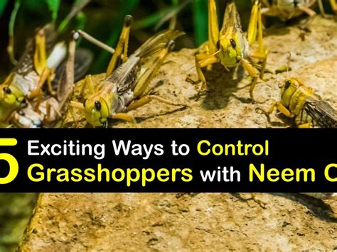 Grasshoppers and Neem Oil - Guide for Grasshopper … - raincitystudios.com