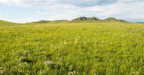 Grassland Biome - National Geographic Society - muktibox.com