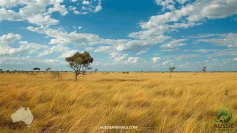 Grasslands and Savannahs | WWF - muktibox.com