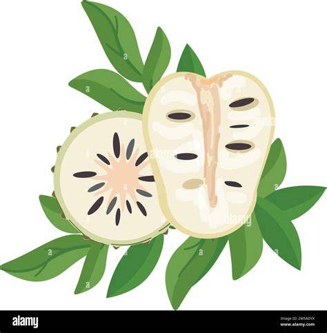 Graviola soursop annona muricata Stock Vector Images - Alamy - raincitystudios.com