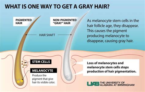 Gray Hair: Causes and What To Do About It - balustradellc