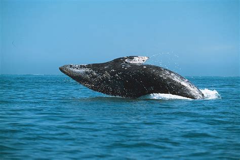 Gray whale | Migration, Feeding Habits & Conservation … - muktibox.com