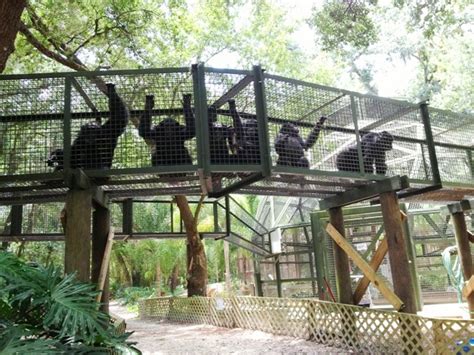 Great Ape Sanctuary In Brazil - Ape Alliance - raincitystudios.com