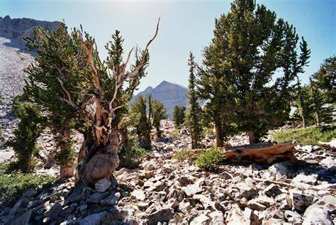 Great Basin montane forests - raincitystudios.com