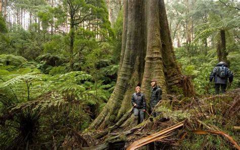 Great Forest National Park - Wikiwand - raincitystudios.com
