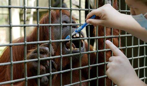 Greater Wauchula - Center for Great Apes - raincitystudios.com