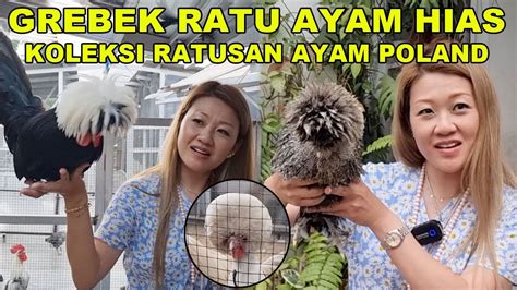 GREBEK KOLEKSI RATU AYAM HIAS INDONESIA - DAMOUR FARM - AYAM POLAND - balustradellc