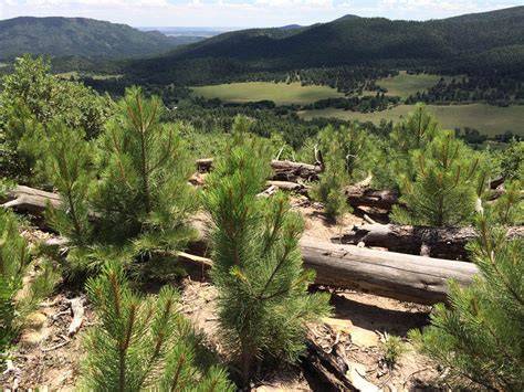 Green is the new black: New study sheds light on reforestation and post ... - raincitystudios.com