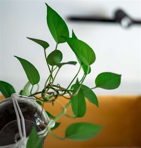 Green Jade Pothos: Care Guide, Propagation & Troubleshooting - muktibox.com
