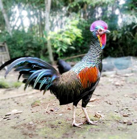 Green Jungle Fowl The King of Poultry Breed - Cemani … - balustradellc