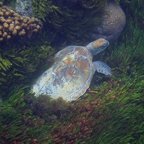 Green Sea Turtle Rescue - Escape Fan - muktibox.com