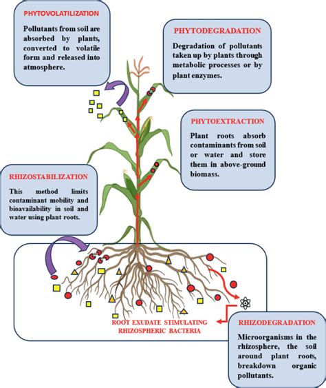 Green Technologies to Remediate Contaminated Soil for Sustainable ... - muktibox.com