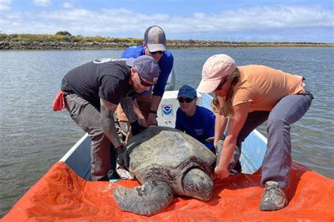 Green Turtle: Conservation & Management - muktibox.com