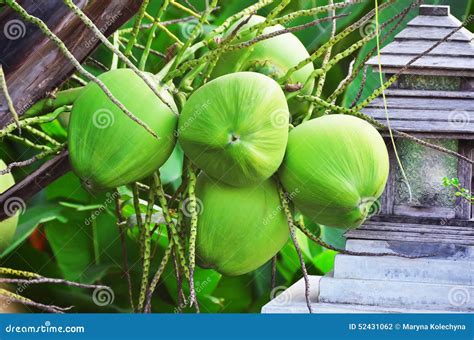 Green Young Coconuts Pictures, Images and Stock Photos - raincitystudios.com